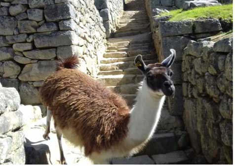 Llama